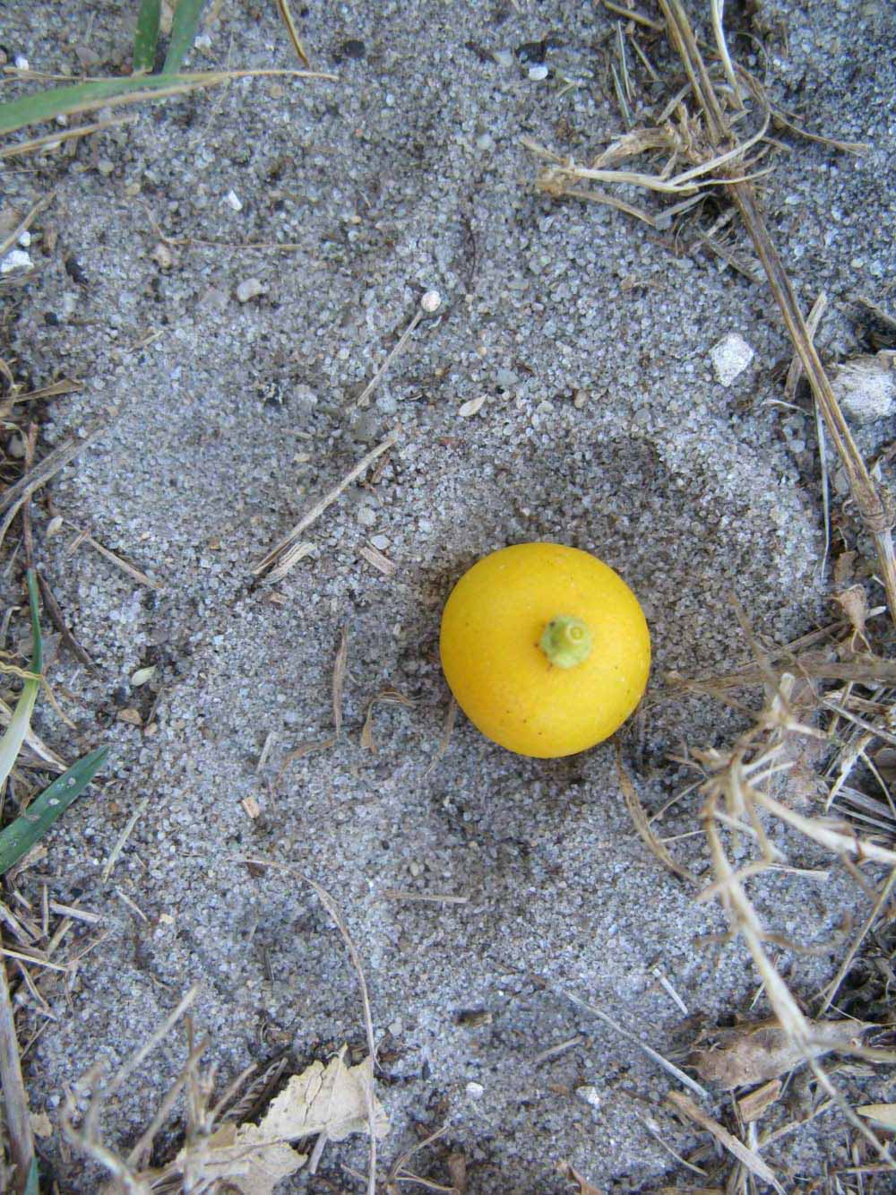            Fruit (Winter Haven, FL)   